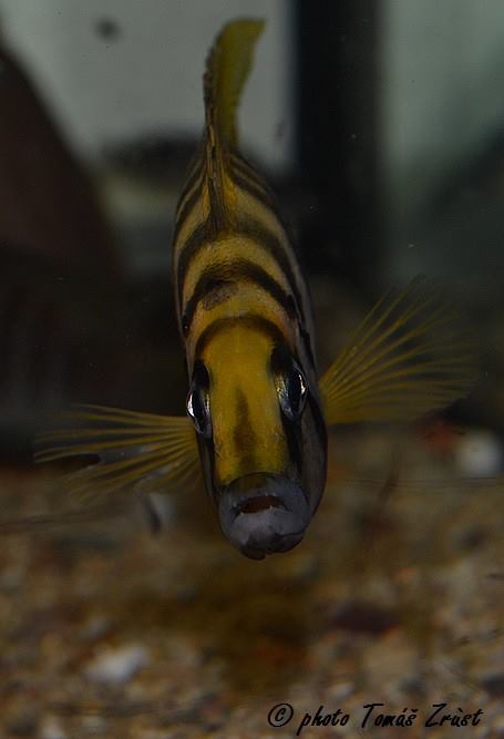 Altolamprologus calvus 'Nkamba Bay' (Yellow)